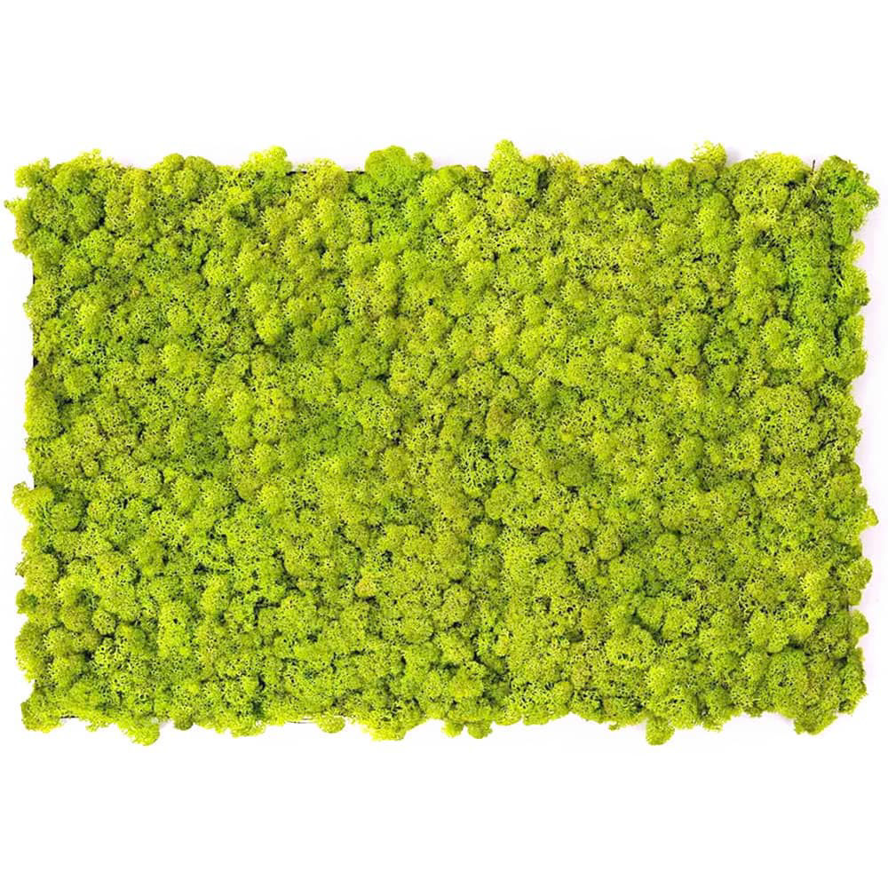 Angelella  Muschio stabilizzato pareti verdi lichene MOSSwall 55 Wasabi  40x60 cm