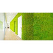 Muschio-Lichene stabilizzato parete verde MOSSwall 55 Wasabi