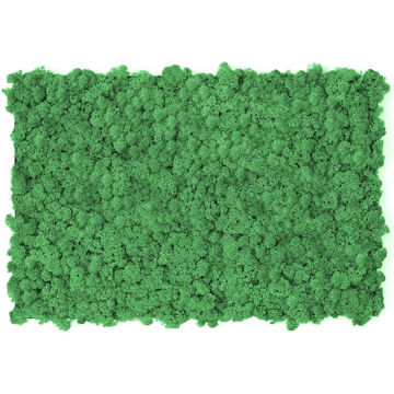Muschio stabilizzato pareti verdi lichene MOSSwall 54 Mint 40x60 cm