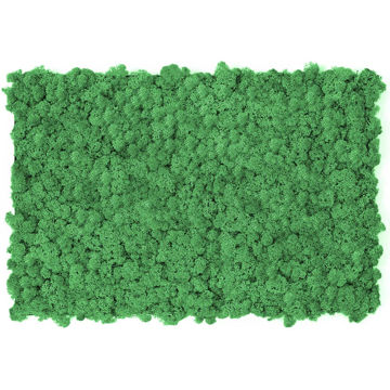 Angelella  Muschio stabilizzato pareti verdi lichene MOSSwall 66 Green  Pepper 40x60 cm