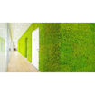 Muschio-Lichene stabilizzato parete verde MOSSwall 66 Green Pepper