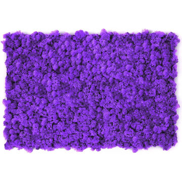 Muschio stabilizzato pareti verdi lichene MOSSwall 67 Mauve 40x60 cm