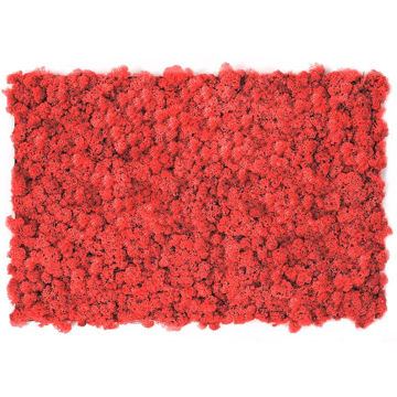Muschio stabilizzato pareti verdi lichene MOSSwall 57 Red Pepper 40x60 cm