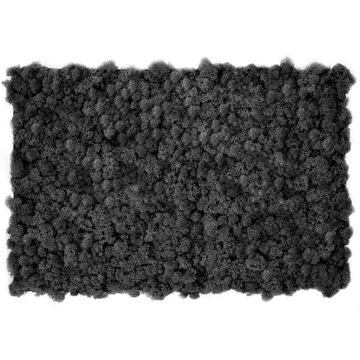 Muschio stabilizzato pareti verdi lichene MOSSwall 52 Black 40x60 cm